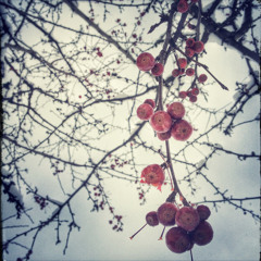 Red Snow