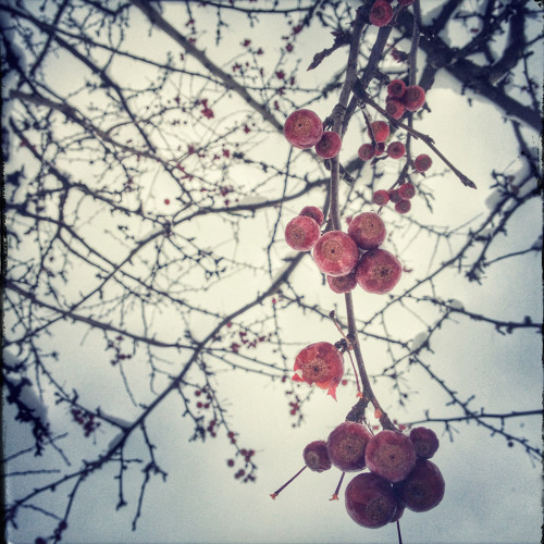 Red Snow