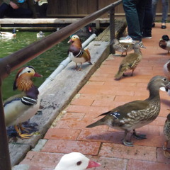 さとうささらに歌わせようとしたらFREE版が配布終了してたときの曲