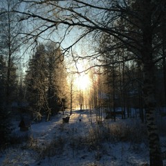 Fireworks in the forest NYE 2015