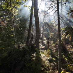 H. W. Henze - Drei Tentos II -