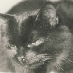 Cat Dream (CAT DREAM - written & played by UKU KUUT, add. keyb. by Maryn)