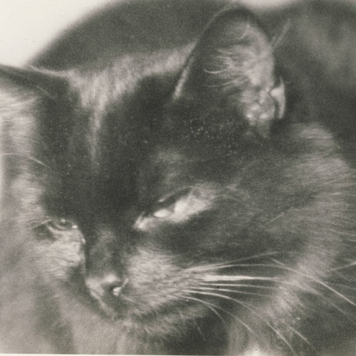 Cat Dream (CAT DREAM - written & played by UKU KUUT, add. keyb. by Maryn)