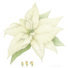 Rescue - Worship Song Jonathan, Lacey & Annalisa Nutt