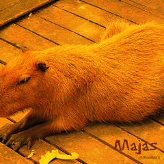 Majas (capibara)