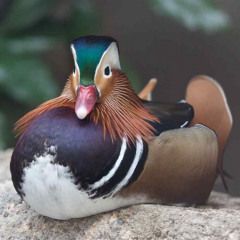 Kinder - Copper Wimmin