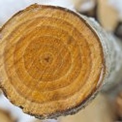 Zero.- Echo de etapas como un árbol (Producido por Hersac Studios)