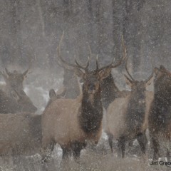 Elk In The Shower