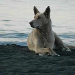 La Sinceridad del Cosmos (Ases Falsos Cover)