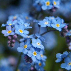 Forget Me Not (Civil Wars) Ft. Nicole Goodreau