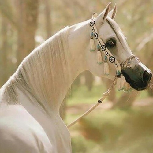 The way of the Tears~Muhammad al Muqit~محمد المقيط
