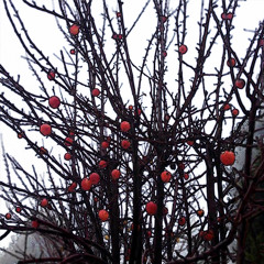 Frigid Apples (I'll Eat Them Anyway)