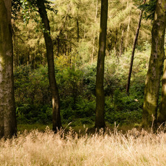 Owen Tromans - Queen Of Spain (Woodland Recording)