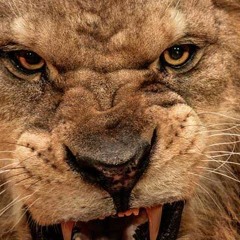 Aurality - Anger