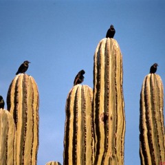 Golden Brown [Tribal Edit]