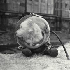 Dog Above
