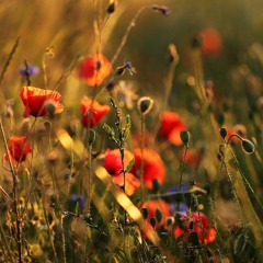 The Flowers Of The Forest