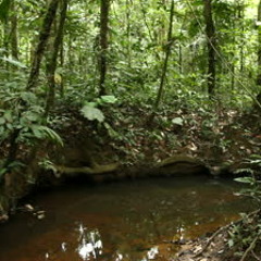 Waking by the Stream