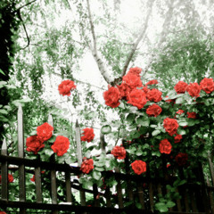 mohsen namjoo | nobahari