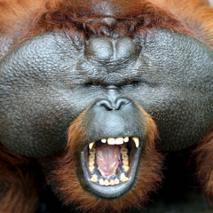 Orangutan Arse