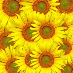 Sunflower Dance Party