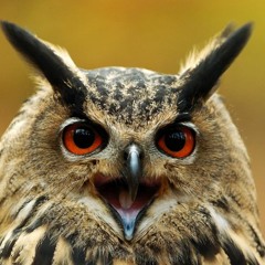 Vogel (Mit dem Blick von oben)