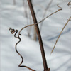 from StarCycle PROJECT: cih, for flute III "Spirals, unflolding"