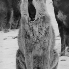 Stussy Winter ft Polariz (Prod. Mordecai Beats)