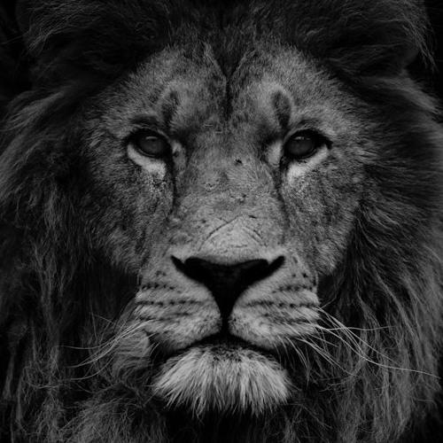 Lions (Coaster's I Really Hate Ookay Remix)