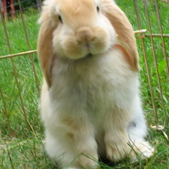 LAGU ANAK  NUSANTARA  KELINCIKU