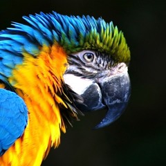 Perverse - Macaw
