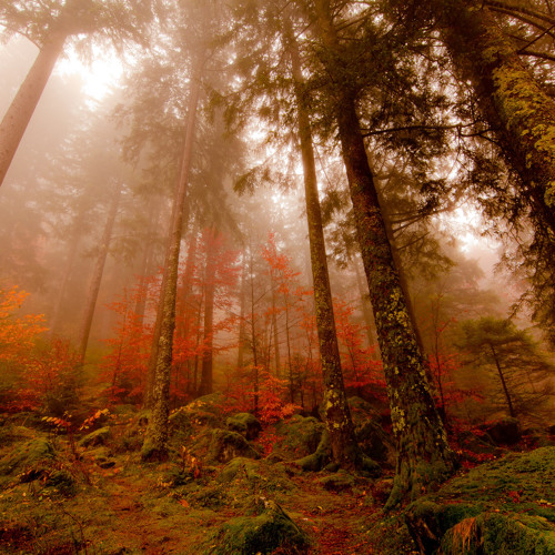 A Forest  - The Cure (Dave Brine first mix)
