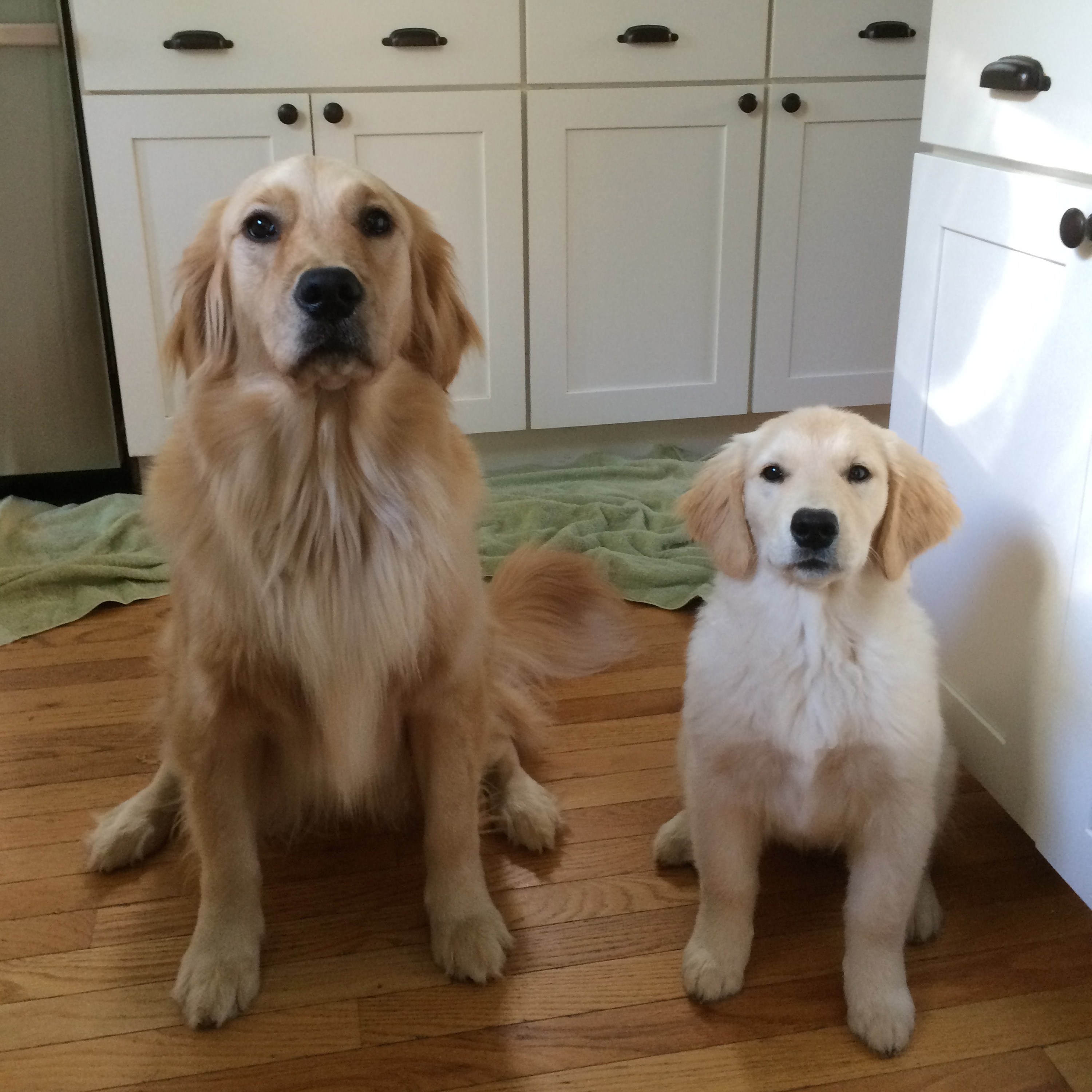 The Golden Retriever Lifetime Study