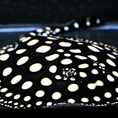 Lonely Boy (Matt Corby) Cover