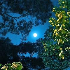 星海夢境 Xinghai Mengjing