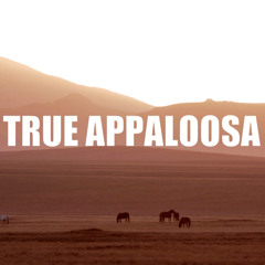 Secret Horse: Quest for the True Appaloosa (BBC4) - You Pick Up The Pieces