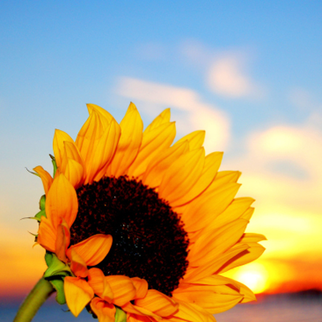 artworks-000102452713-s2fbfu-