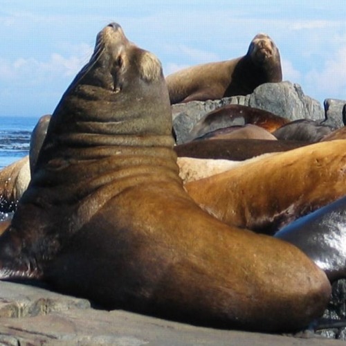 Trio For Backwards Tape - Loop, Fake Strings, Sea Lion & Sea Gull Recordings  - MIX1