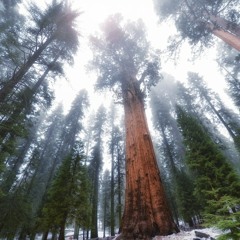 Bang Bros X KwanFu- Sequoia's [Prod. Melon on the Beat]