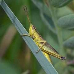 Guldgräshoppa (Large gold grasshopper, Chrysochraun dispar)
