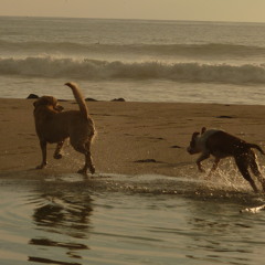 AYELET VE YOSSI - SHAMAYA