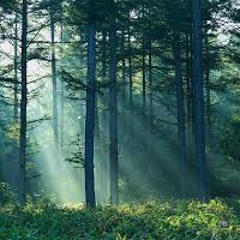 Sounds of the Forest