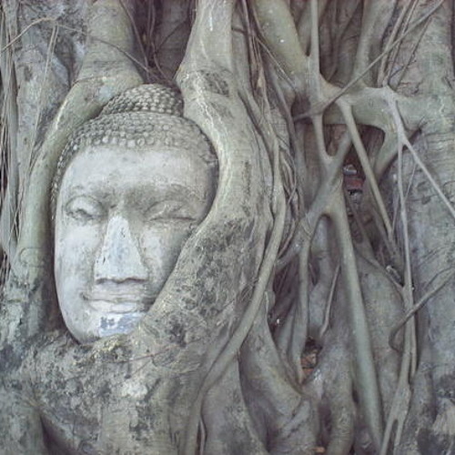 _bodhi.tree