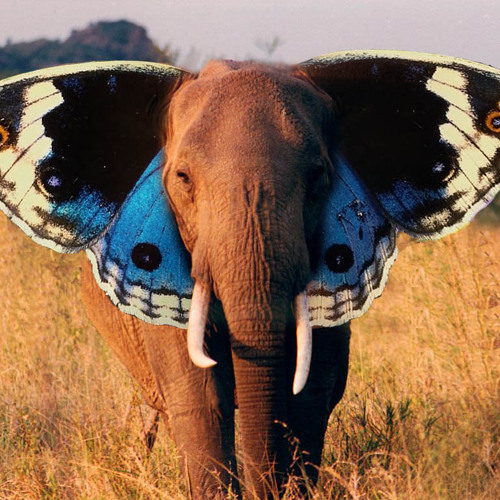 Allen Allien - Butterfly (Disidente Remix )