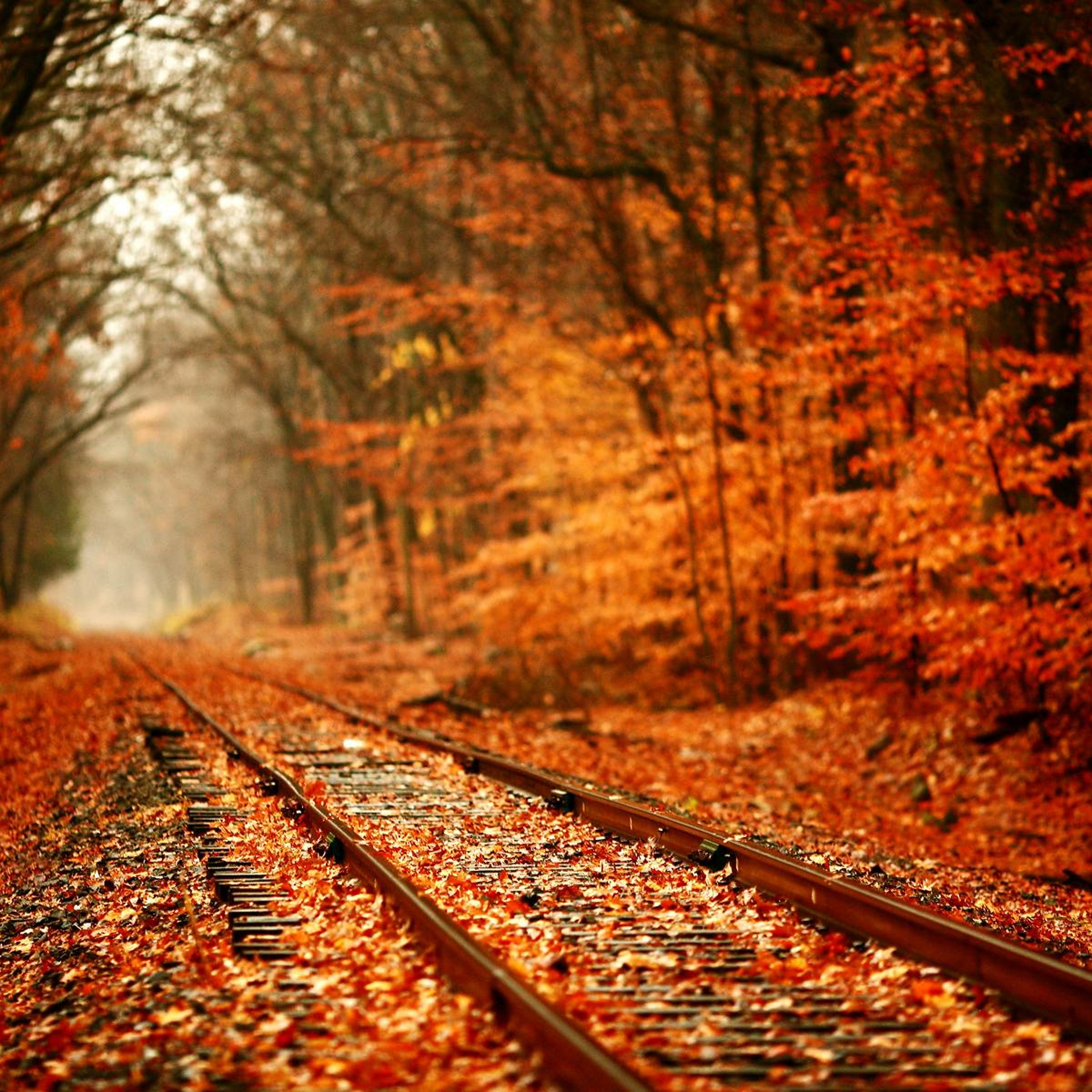 The Autumn Song Falls Like Confetti episode artwork