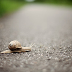 On The Trail Of The Snail