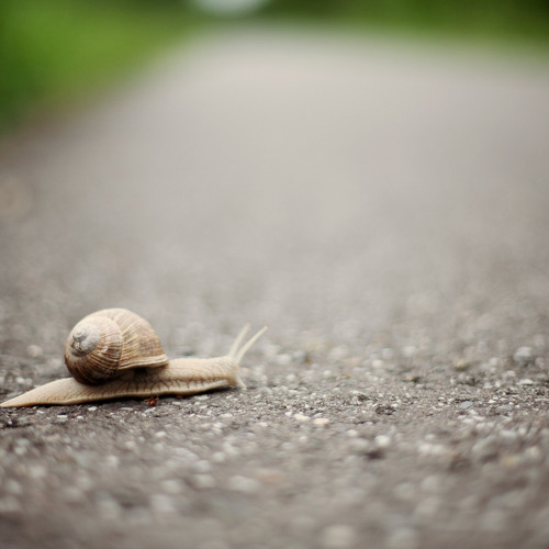 On The Trail Of The Snail