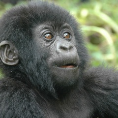 Dutty Wine it Out (Tony Matterhorn x Diplo x Ape Drums x Skrillex)