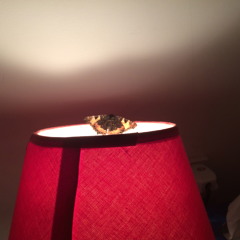 Engagement  // Jan 2015