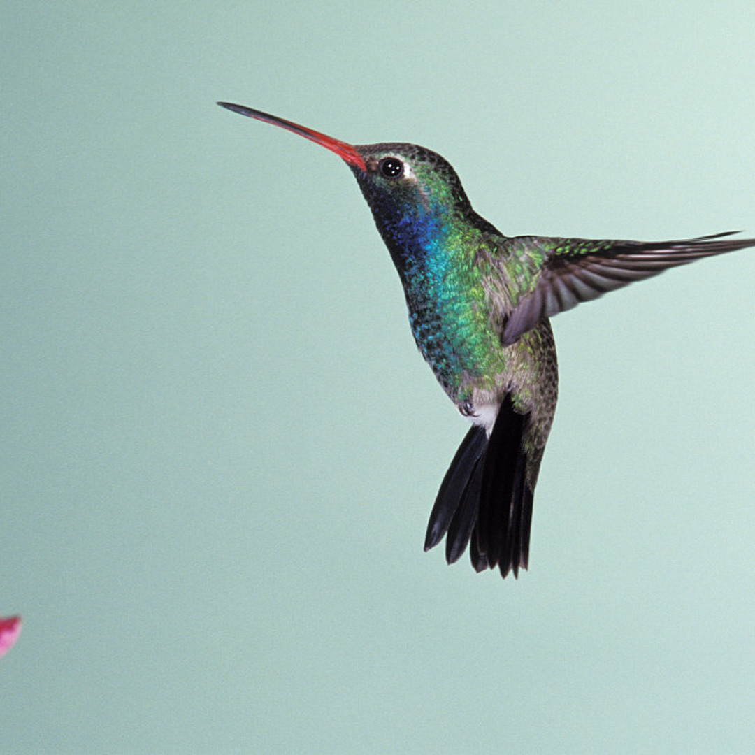 Humming bird様 リクエスト 5点 まとめ商品 Amazon.com : Songbird Essentials Hummingbird Swing - Tweet